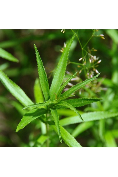 Деревій зелене видовжене вузьке листя